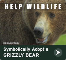 Help Wildlife. Symbolically adopt a grizzly bear today!